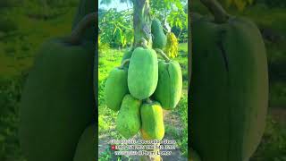 Papaya fruit- ផ្លែល្ហុង