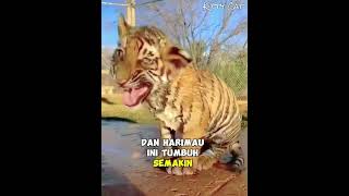 Dirawat Sejak Masih Bayi Harimau Ini Sangat Menyayangi Pemiliknya #harimau #kucing #rescue