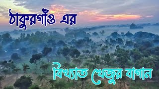 ঠাকুরগাঁও এর বিখ্যাত খেজুর বাগান ll কোথায় এবং কিভাবে যাবেন ll Tarif The Travelers #Thakurgoan