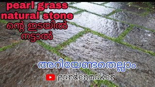 #pearlgrass stoneന്റെ ഇടയിൽ നട്ടാൽ അറിയേണ്ടേതെല്ലാം | തണൽ ഒരു problem അല്ല grass നടാനും #gardenmaker