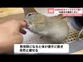 立てこもり犯のリス、傷害罪で逮捕。【りすほっちニュース】【リチャードソンジリス】