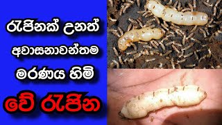 වේයා ගැන විස්තර || Queen of termites || වේ රැජිනට අත්වූ ඉරණම 🥺 #queen_of_termites #වේයා