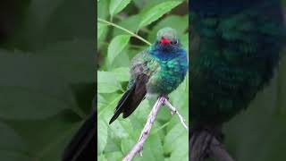 Broad Billed Hummingbird #Shorts