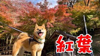 柴犬と紅葉を見に行きました