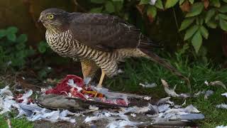 Sparrowhawk (Accipiter nisus)