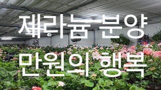 분양문의 010 8481 5493 꽃번호로 문자 남겨 주세요