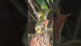 綠繡眼幼鳥離巢-4 #birds