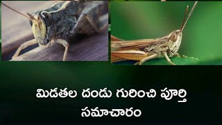 మిడతల దండు గురించి పూర్తి సమాచారం మీ కోసం  / Locust swarm