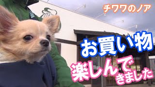 【お買い物、しっぽフリフリ】チワワのノア #76 ～ Chihuahua waving his tail when shopping ～