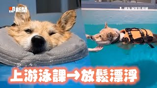 柯基游泳減肥→放鬆漂水上　媽心疼學費笑：認真滑一下｜寵物動物｜狗｜精選影片