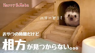 一緒におやつを食べたいハリネズミ　                       Hedgehogs who want to snack together