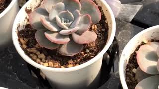 Echeveria Pollux หรือ Gemini