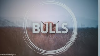 5 facts YOU DIDN'T KNOW about BULLS! 🐂😱😱