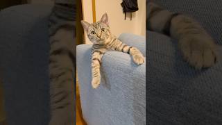 ソファに子猫が挟まるとこうなる② #shorts #cats #kitten #sofa