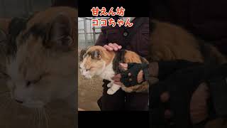 甘えん坊ココちゃん1213s #shorts #cat  #野良ねこ