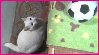 サッカーボールのおもちゃで遊ぶ白猫ユキ♪ White cat Yuki plays soccer ball