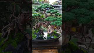 #บอนไซประดิษฐ์ #bonsai #บอนไซบ้านทุ่ง #art #บอนไซ #ศิลปะ #โมเดลจิ๋ว #blackpine