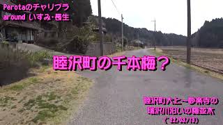 Perotaのチャリブラaroundいすみ･長生　睦沢町の千本梅?　睦沢町大上～妙楽寺('22/03/13)