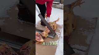 #chicken #trending #viralvideo #trendingshorts #chicken #video #trend #viralshorts #china #chicken