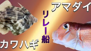 相模湾で【カワハギ】\u0026【アマダイ】リレー船に行ってきました！果たして本命は釣れるのか・・・