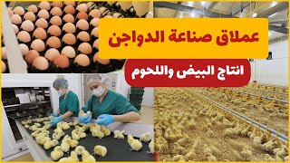 مزرعة دواجن عملاقة | تكنولوجيا صناعة منتجات اللحوم و البيض