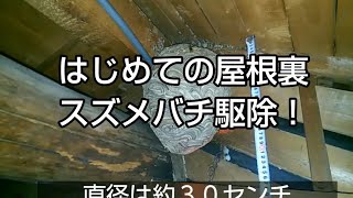 キンチョールでスズメバチの巣を駆除。屋根裏