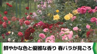 3000株の春バラ見頃 ドイツ原種のコーナーも／東京ドイツ村・千葉県袖ケ浦市（2024.05.20放送）