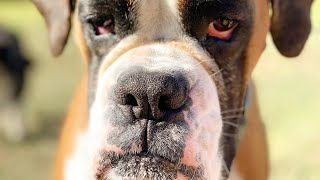 Bandit the Boxer going home after his Summer Holiday