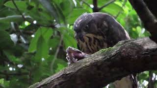 20190609 小鳳頭66吃晚餐(3) 大安森林公園鳳頭蒼鷹Crested Goshawk