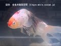 津軽錦 第27回日本観賞魚フェア 親魚の部 準優勝：中島養魚場持魚