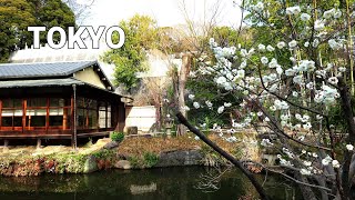 4k Tokyo Ikegami Plum Garden 東京池上梅園