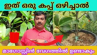 മാംഗോസ്റ്റിൻ വേഗത്തിൽ ഉണ്ടാകുവാൻ/Mangosteen To Form Faster/How To Grow Healthy Mangosteen