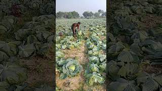 শীতের মৌসুমে পাতাকপি তোলা #পাতাকপি #সবজি #শীতেরসবজি #shorts #mkdailylife #সাতমাইল #বারীনগর #যশোর