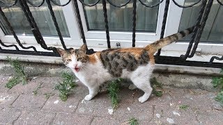 Cute calico cat is so lovely but not so hungry