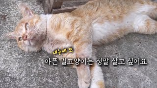 온몸에 악취 때문이랬다... 사람들에게 구박받고 길고양이들 조차 싫어한다는 아픈 길고양이 구조