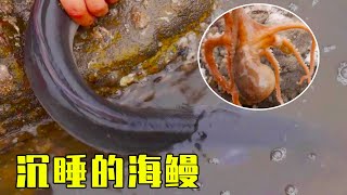 【English sub】小章翻开石块，螃蟹和八爪鱼乱窜，还抓到一只刚苏醒的海鳗！【赶海小章】