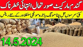 New wheat SarSon rates 2024 || makki munji bajra jawar new rates Today
