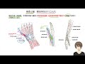 【いちぷら塾】解剖学　14骨格筋系　1 骨格筋　13前腕の筋　伸筋　深層（回外筋、長母指外転筋、短母指伸筋、長母指伸筋、示指伸筋）