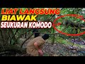 EVAKUASI TELUR PENYU DARI PREDATOR, TERNYATA ADA BIAWAK SEUKURAN KOMODO...