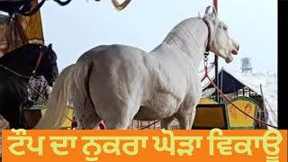 Top nukra horse for sale,,,ਚੋਟੀ ਦਾ ਨੁਕਰਾ ਵਿਕਾੳੂ