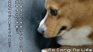 人をダメにするクッションは犬がダメにするクッションでした！  ノコノラ日記 ＃32