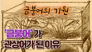 금붕어는 어디에서 왔을까? #금붕어기원#금붕어이야기#금붕어아이큐#란츄