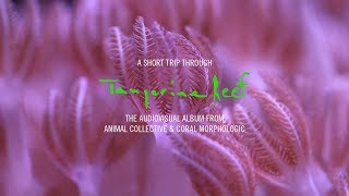 A Short Trip Through Tangerine Reef: The Audiovisual Album by Animal Collective \u0026 Coral Morphologic