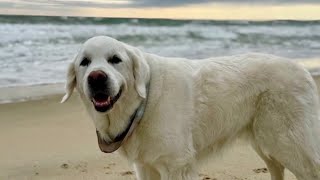 Oakey’s grief therapy dog gets second chance at a happy retirement after animal cancer treatment