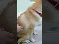 「注射に怯える柴犬」診察台ギリギリに座る・・・ shorts