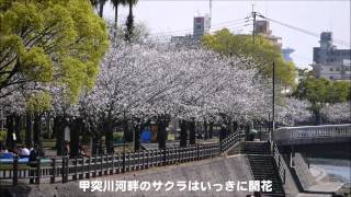 甲突川さくらの様子（2014年3月27日）