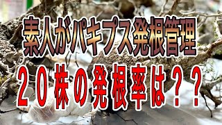 『塊根植物/コーデックス』オペルクリカリアパキプス２０株発根管理したら発根率は！？