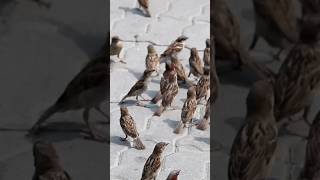 House sparrow Bird #viral #feed #shorts #tending #shortfeeds #viralvideo #viralshorts #feedshorts