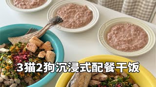 森尼和小莱｜Vlo.92 五只猫狗的沉浸式配餐干饭