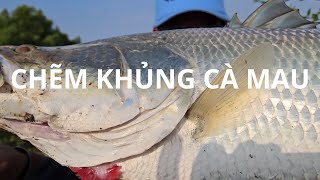 CÂU CÁ CHẼM KHỦNG CÀ MAU GIAO LƯU KÊNH CHÍ TOÀN FISHING HUYNHVANANFISNG